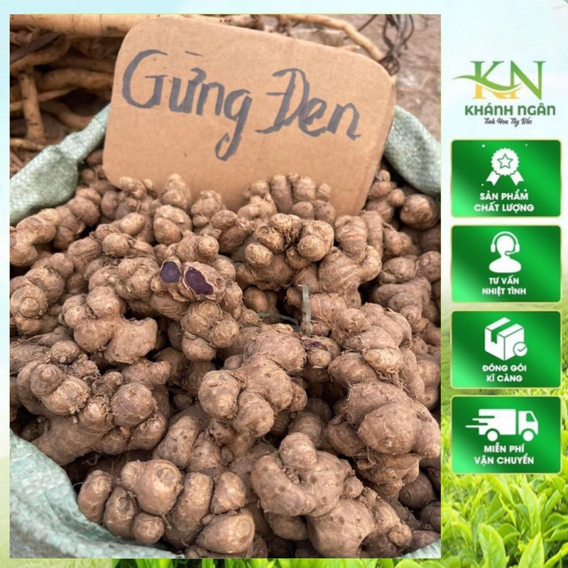 Gừng Đen Lai Châu(Ngải Đen Ngải Tím )Loại lâu năm nhiều dược chất không pha trộn 100% 500gr-1kg