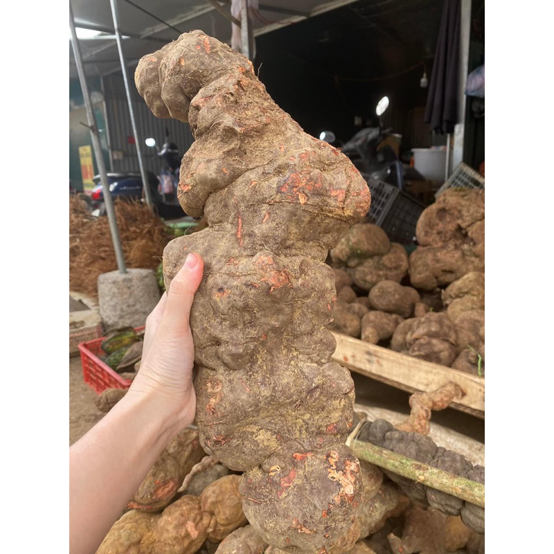 Hà thủ ô đỏ tươi nguyên củ 1kg – Củ to đẹp – Hàng rừng
