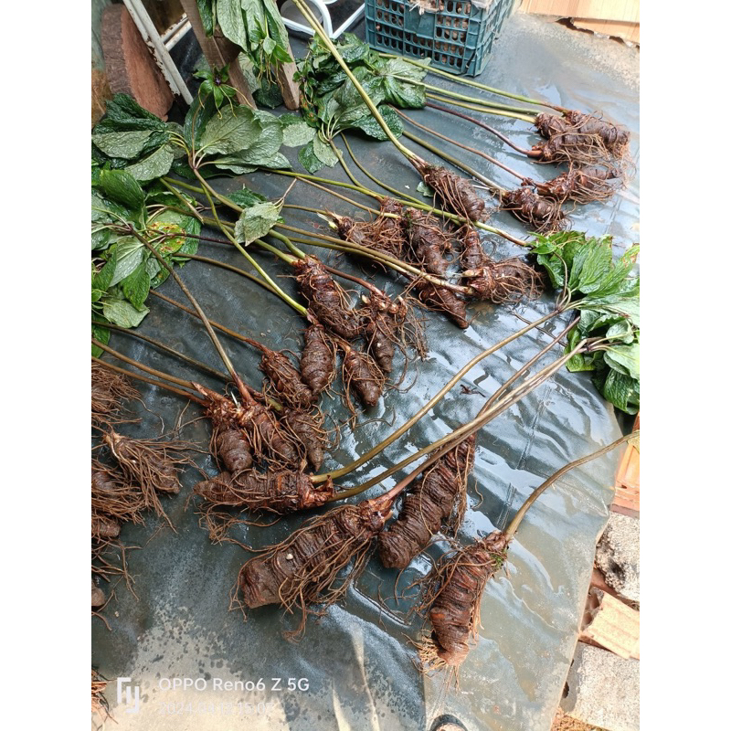 Thất Diệp Nhất Chi Hoa - Sâm 7 lá 1 hoa - Củ Rắn Cắn 500gr- 1kg