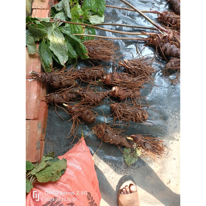 Thất Diệp Nhất Chi Hoa - Sâm 7 lá 1 hoa - Củ Rắn Cắn 500gr- 1kg
