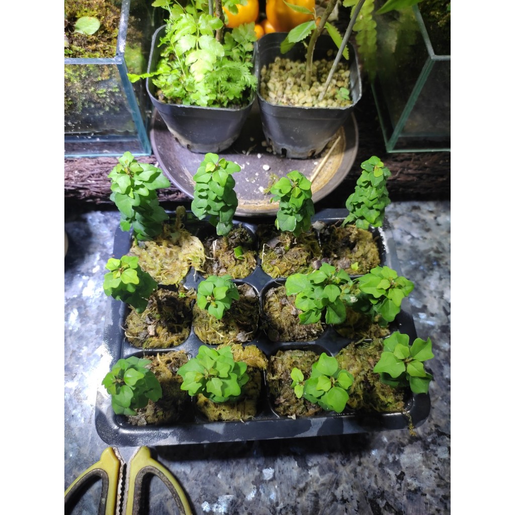 Cây aisatica gmelina , cây tu hú đông mini dòng cây cảnh mini chơi terrarium , bán cạn, tiểu cảnh