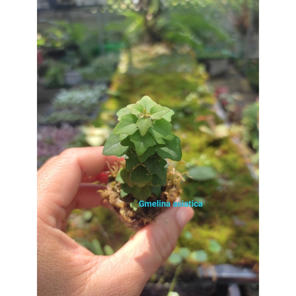 Cây aisatica gmelina , cây tu hú đông mini dòng cây cảnh mini chơi terrarium , bán cạn, tiểu cảnh