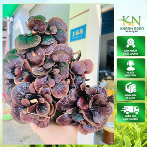 Nấm Trúc Rừng Tây Bắc (Cổ Cò – Linh Chi Đen) – Khô Tự Nhiên, Thơm – Ngâm Rưu, Sắc Nước Bồi Bổ Sức Khỏe