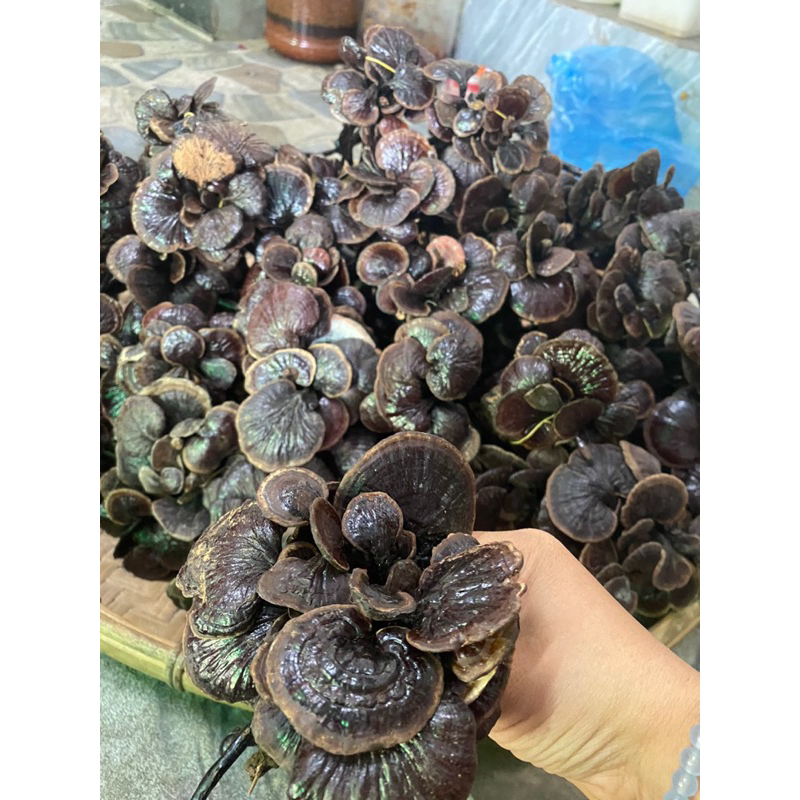 Nấm Trúc Rừng Tây Bắc (Cổ Cò – Linh Chi Đen) – Khô Tự Nhiên, Thơm – Ngâm Rưu, Sắc Nước Bồi Bổ Sức Khỏe
