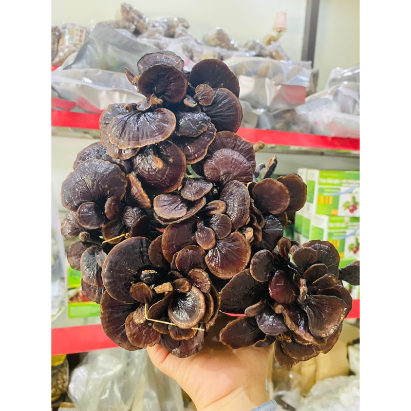 Nấm Trúc Rừng Tây Bắc (Cổ Cò – Linh Chi Đen) – Khô Tự Nhiên, Thơm – Ngâm Rưu, Sắc Nước Bồi Bổ Sức Khỏe
