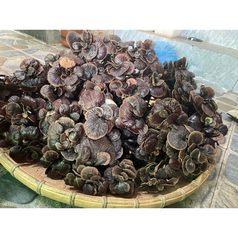 Nấm Trúc Rừng Tây Bắc (Cổ Cò – Linh Chi Đen) – Khô Tự Nhiên, Thơm – Ngâm Rưu, Sắc Nước Bồi Bổ Sức Khỏe