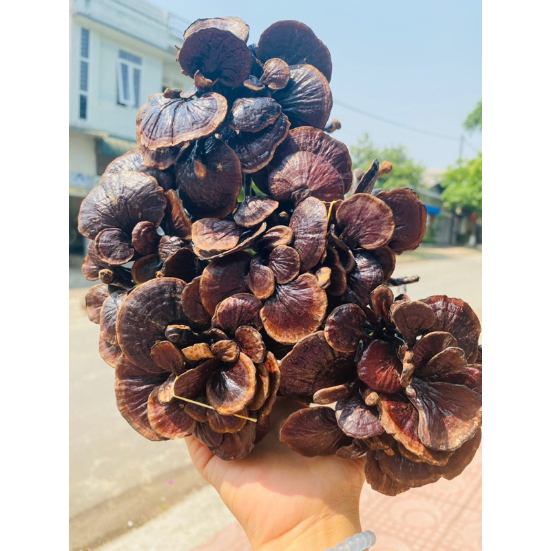 Nấm Trúc Rừng Tây Bắc (Cổ Cò – Linh Chi Đen) – Khô Tự Nhiên, Thơm – Ngâm Rưu, Sắc Nước Bồi Bổ Sức Khỏe