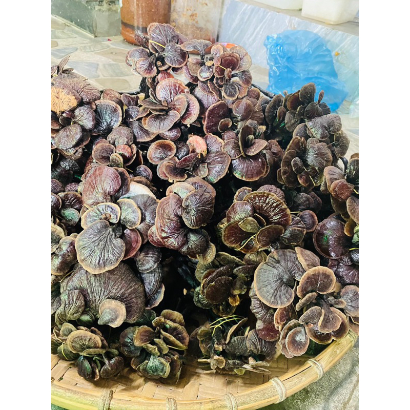Nấm Trúc Rừng Tây Bắc (Cổ Cò – Linh Chi Đen) – Khô Tự Nhiên, Thơm – Ngâm Rưu, Sắc Nước Bồi Bổ Sức Khỏe