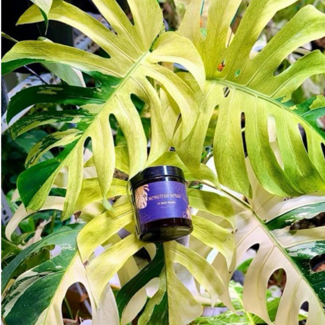 Siêu kích rễ & phòng chống thối rễ , Vi sinh humic , phân bón kích rễ