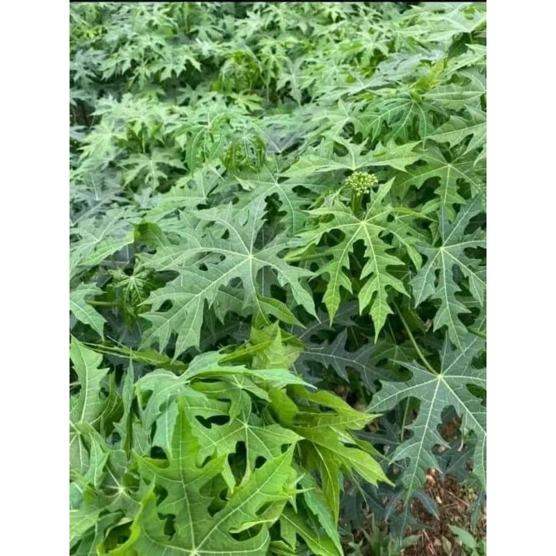 ComBo 3 Cây Mì Chính BiNa Chay A 🌈 Loại Lá Xẻ Ăn Cực Ngon và Năng Suất