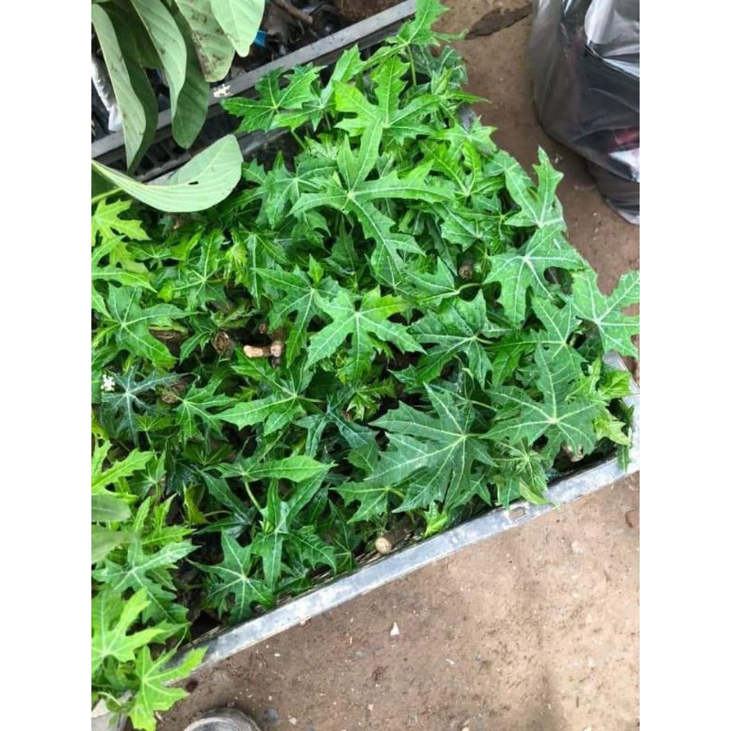 ComBo 3 Cây Mì Chính BiNa Chay A 🌈 Loại Lá Xẻ Ăn Cực Ngon và Năng Suất