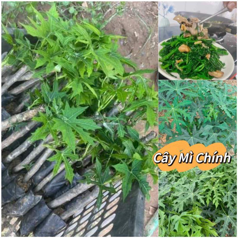 ComBo 3 Cây Mì Chính BiNa Chay A 🌈 Loại Lá Xẻ Ăn Cực Ngon và Năng Suất