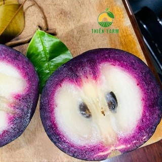 Cây Vú Sữa Tím Mica THIỆN FARM 50cm, quả tím ngọt đậm đà, dày thịt ít hạt, trồng chậu, thùng xốp