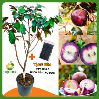 Cây Vú Sữa Tím Mica THIỆN FARM 50cm, quả tím ngọt đậm đà, dày thịt ít hạt, trồng chậu, thùng xốp