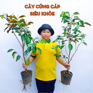 Cây Vú Sữa Tím Mica THIỆN FARM 50cm, quả tím ngọt đậm đà, dày thịt ít hạt, trồng chậu, thùng xốp