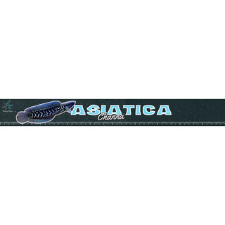 Decan dán viền hồ 120x6cm, 60x6cm có thước chia vạch| decan dán hồ| tem dán hồ|Trang trí hồ cá