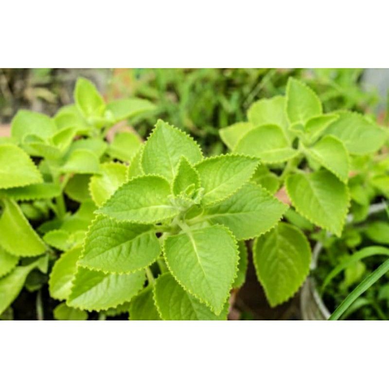 Cây rau tần dày lá (Húng Chanh) | Shopee Việt Nam