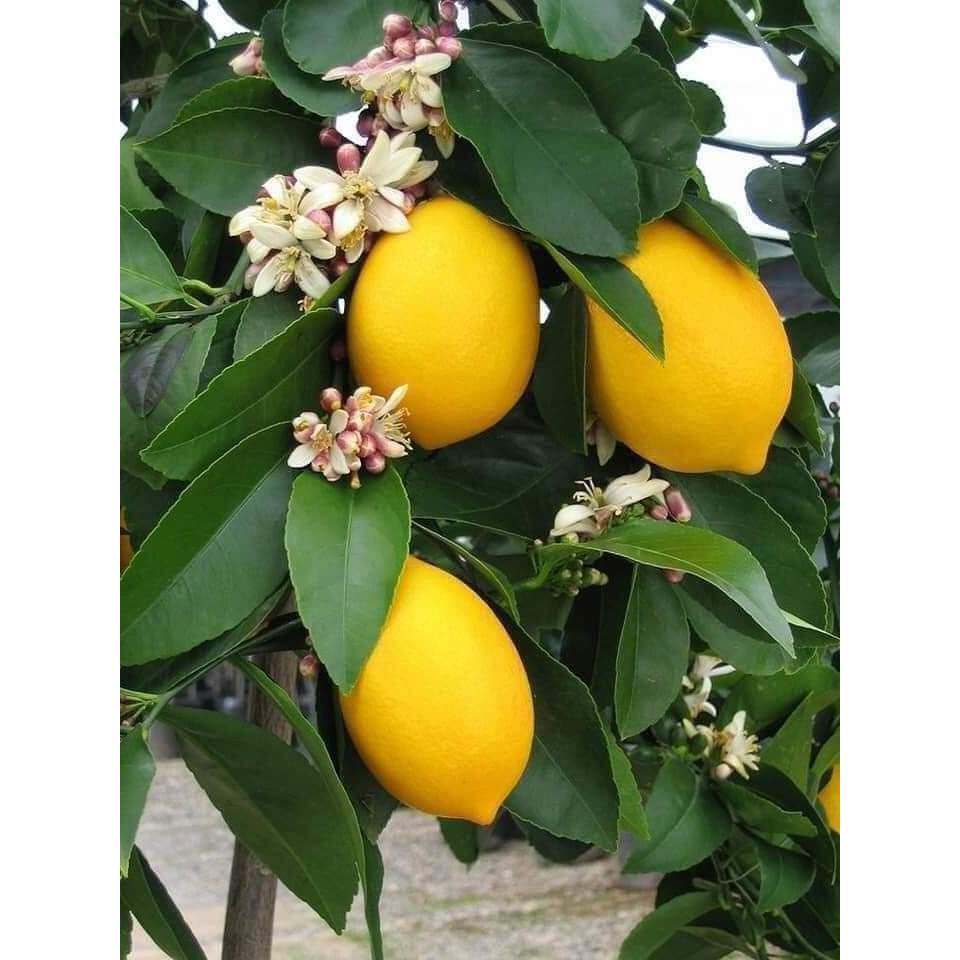 Cây giống chanh vàng Mỹ ( cây ghép) | Shopee Việt Nam