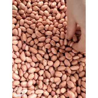 1 kg lạc nhân ( đậu phộng) quê bóc tay chính hiệu