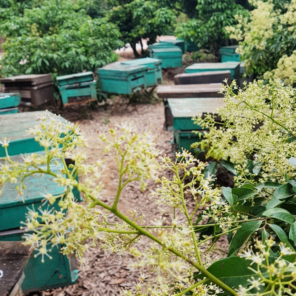 Mật ong hoa vải thiều nguyên chất sản phẩm hữu cơ hoàn toàn từ tự nhiên