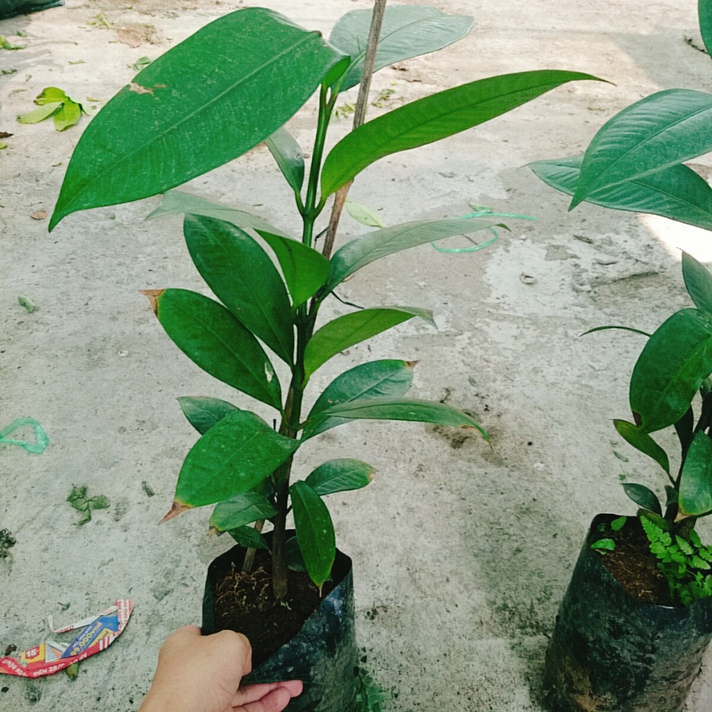 Cây măng cụt thái cao 40 cm ra trái siêu sớm sau 1 năm