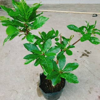 Cây Lộc Vừng (size lớn) - cây cảnh trang trí trong nhà, sân vườn