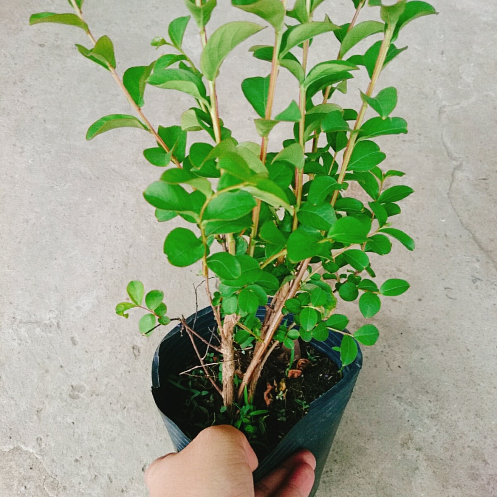 Cây tường vi (siêu bông) - cây cảnh đẹp trồng sân vườn