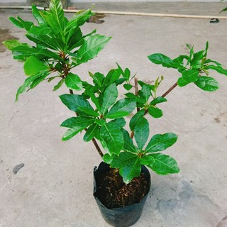 Cây Lộc Vừng (size lớn) - cây cảnh trang trí trong nhà, sân vườn