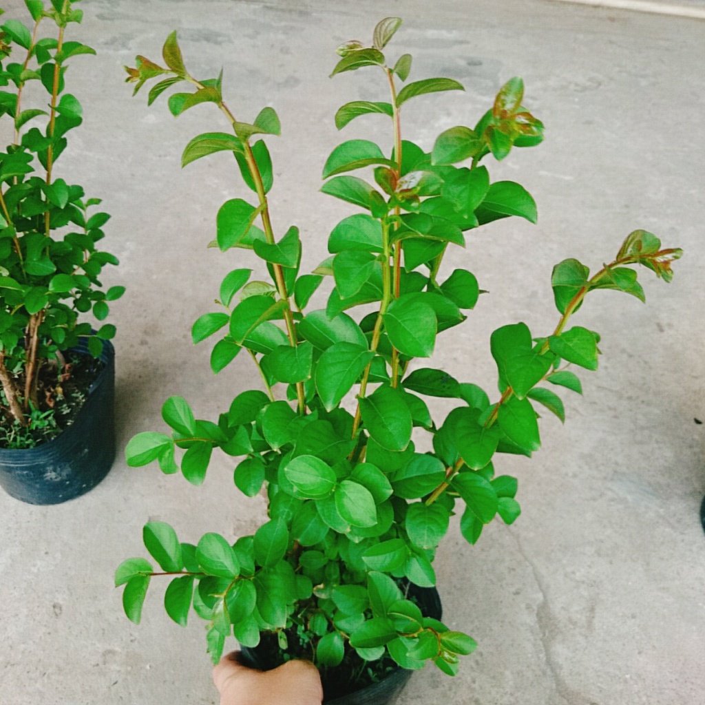 Cây tường vi (siêu bông) - cây cảnh đẹp trồng sân vườn