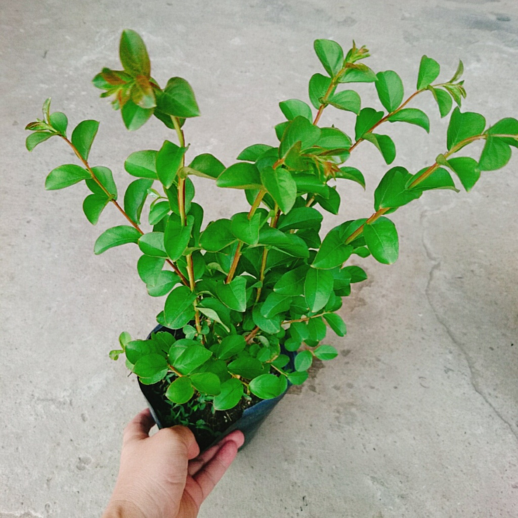 Cây tường vi (siêu bông) - cây cảnh đẹp trồng sân vườn
