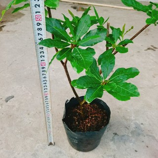 Cây Lộc Vừng (size lớn) - cây cảnh trang trí trong nhà, sân vườn