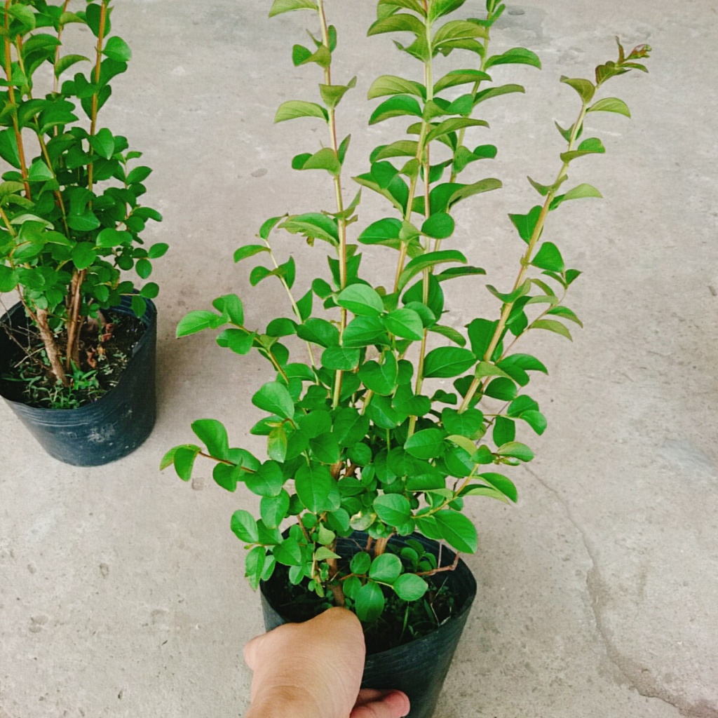 Cây tường vi (siêu bông) - cây cảnh đẹp trồng sân vườn