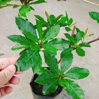 Cây Lộc Vừng (size lớn) - cây cảnh trang trí trong nhà, sân vườn