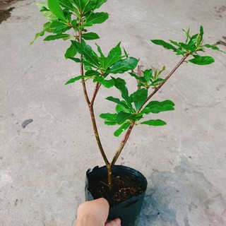 Cây Lộc Vừng (size lớn) - cây cảnh trang trí trong nhà, sân vườn