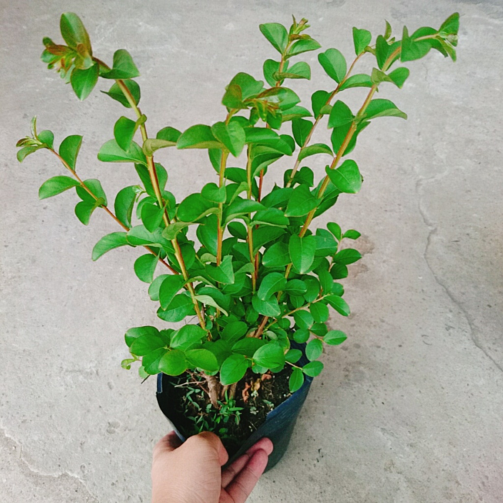 Cây tường vi (siêu bông) - cây cảnh đẹp trồng sân vườn