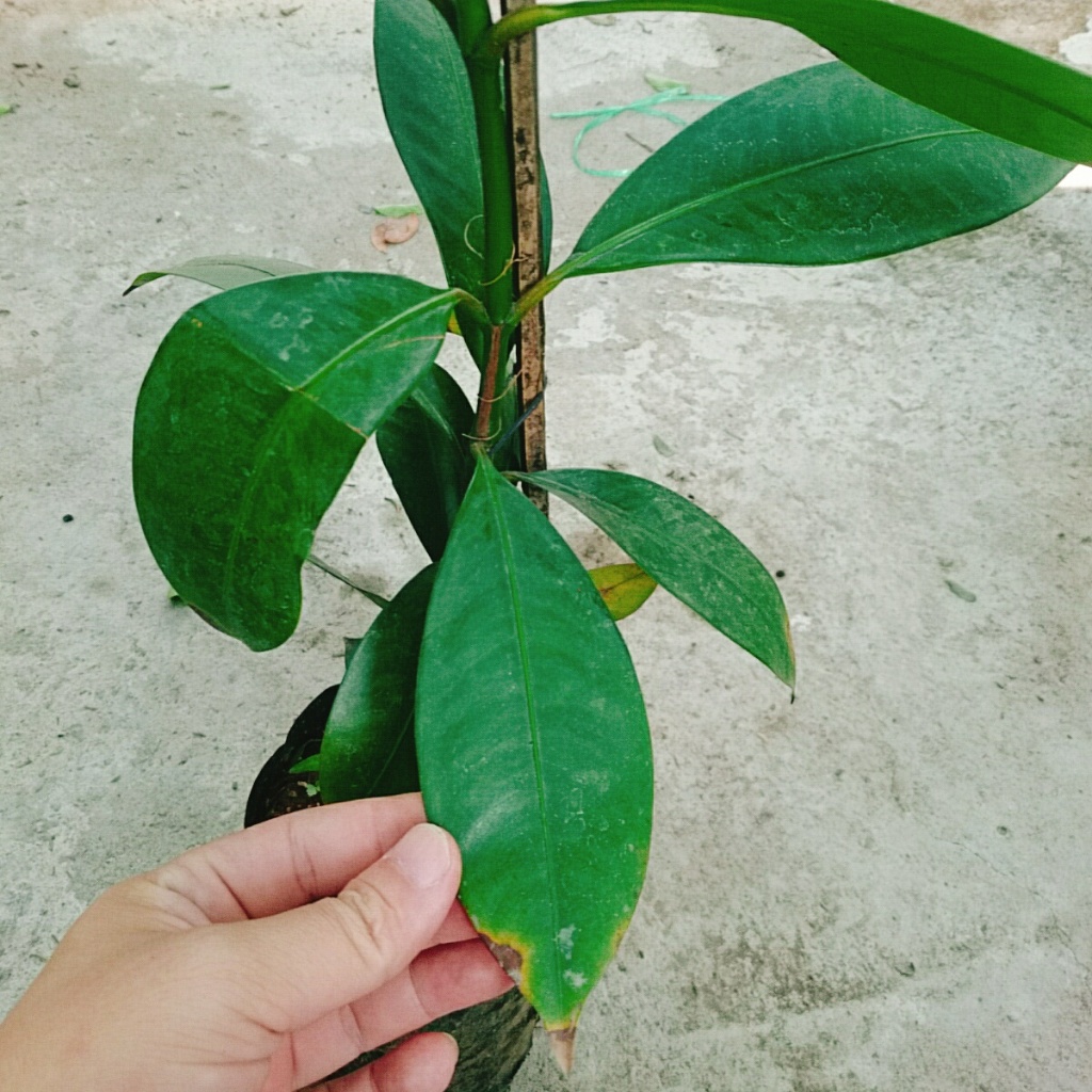 Cây măng cụt thái cao 40 cm ra trái siêu sớm sau 1 năm
