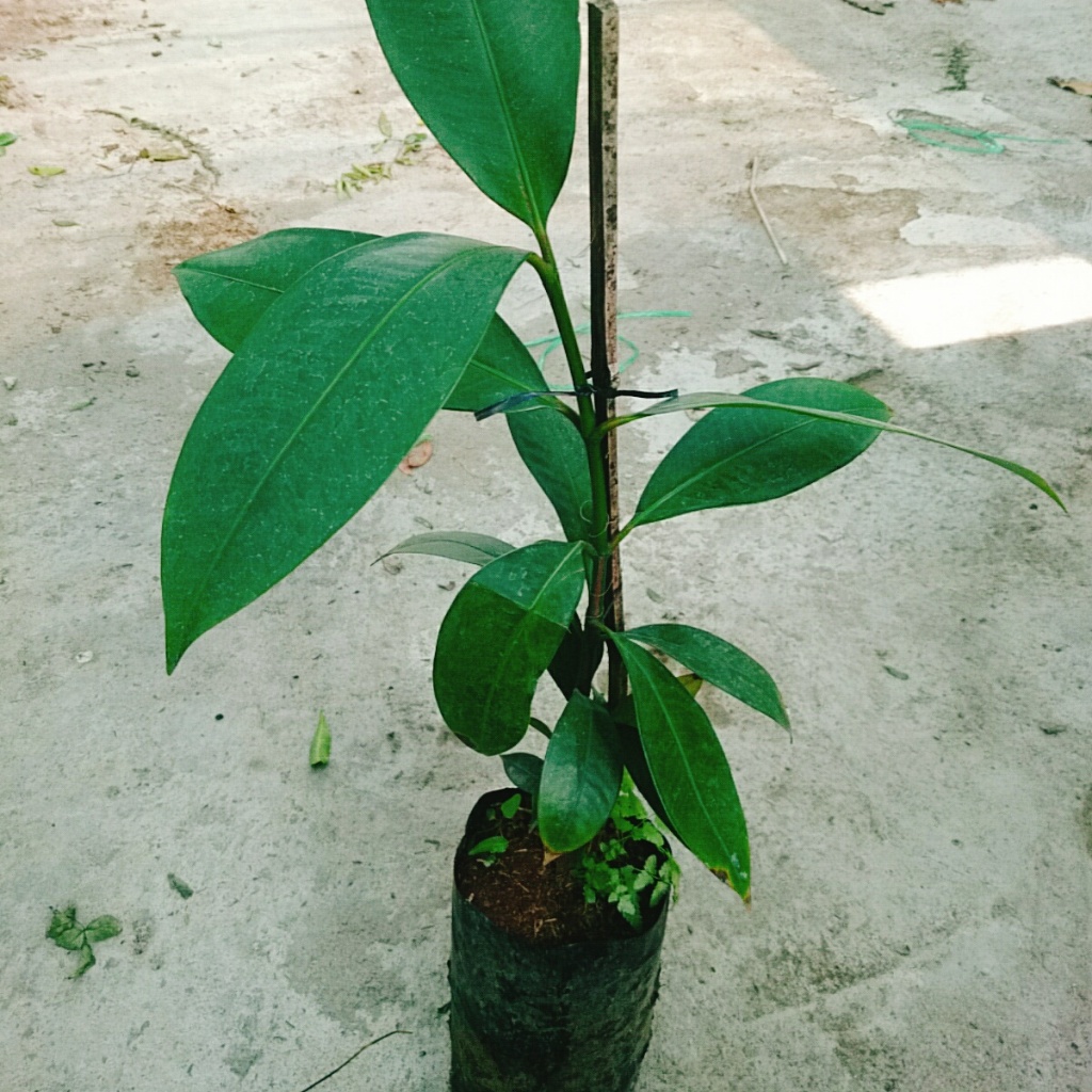 Cây măng cụt thái cao 40 cm ra trái siêu sớm sau 1 năm