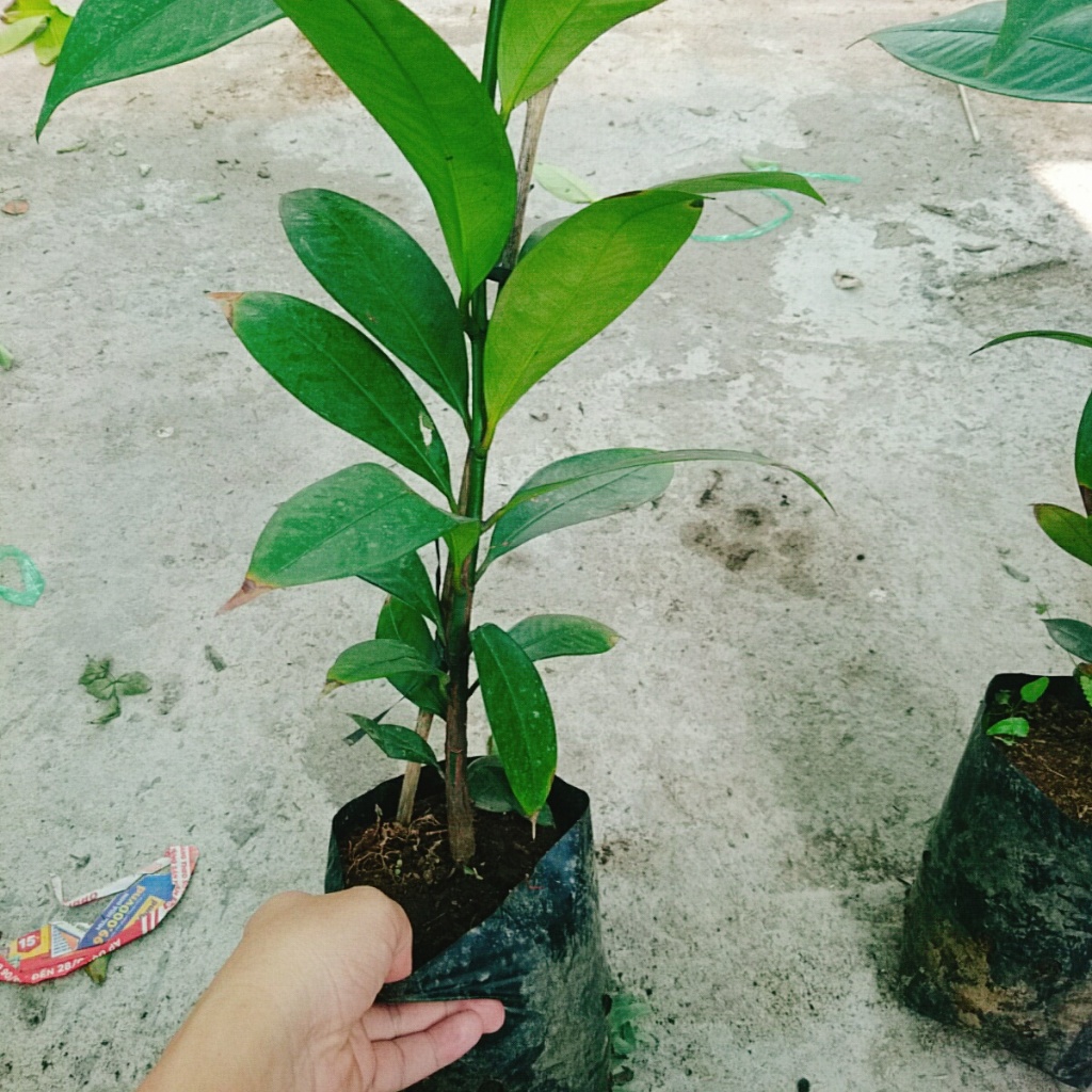 Cây măng cụt thái cao 40 cm ra trái siêu sớm sau 1 năm