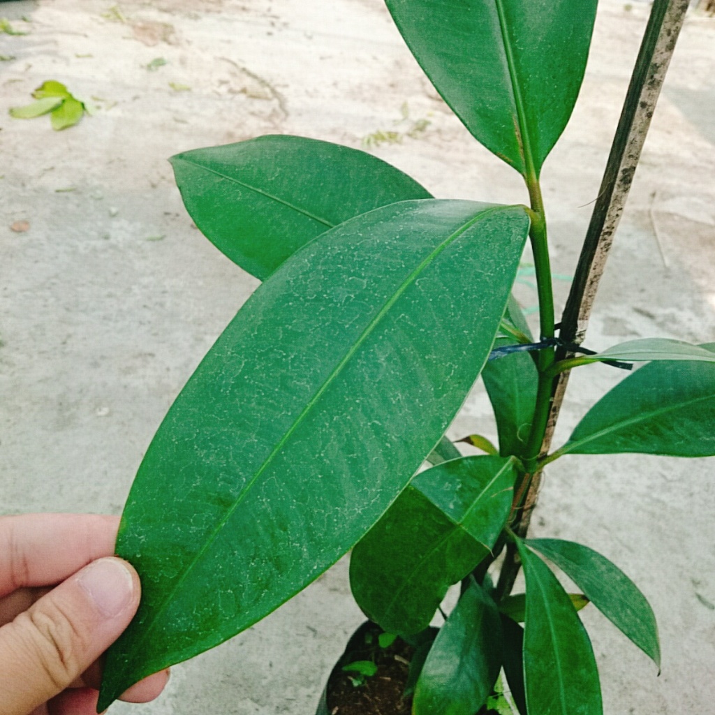 Cây măng cụt thái cao 40 cm ra trái siêu sớm sau 1 năm