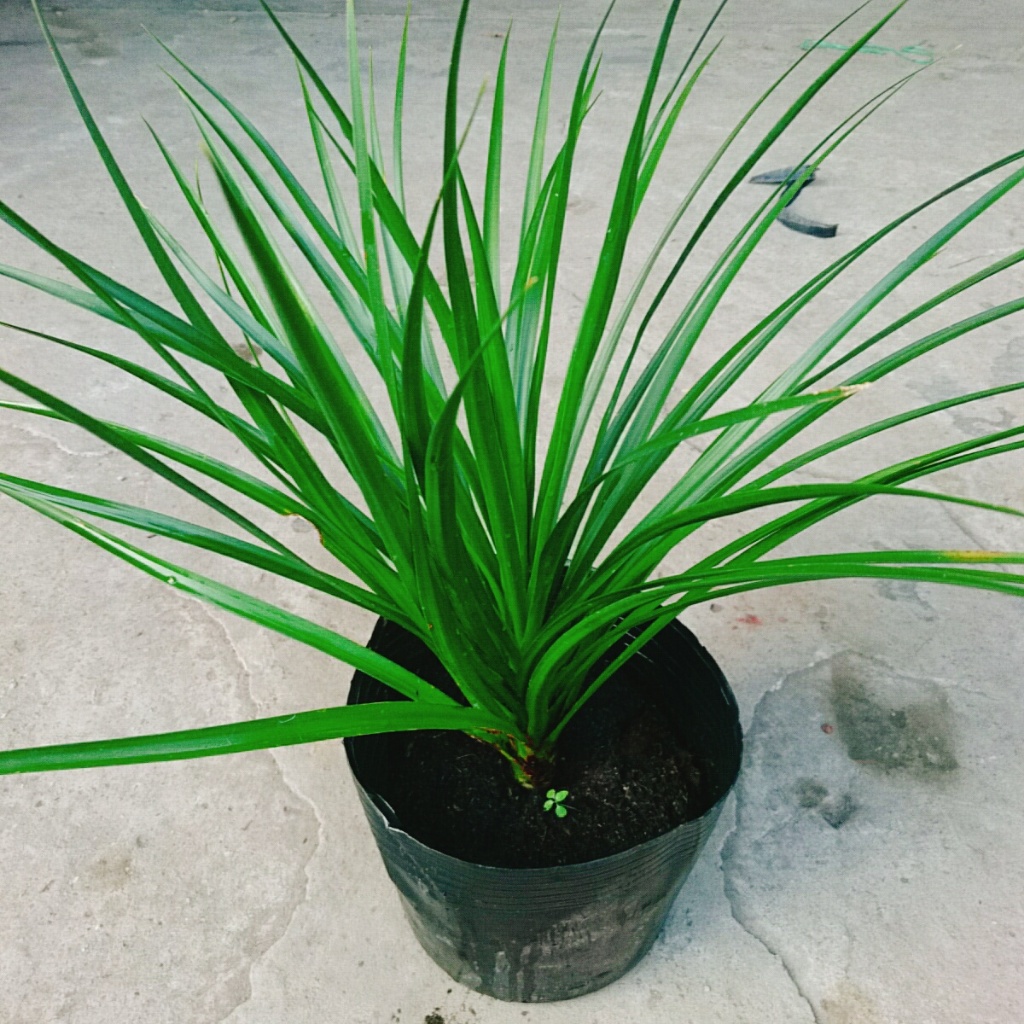 Cây Phát Tài Núi - cây cao 40cm như Video, thích hợp trồng trong nhà trang trí nội thất