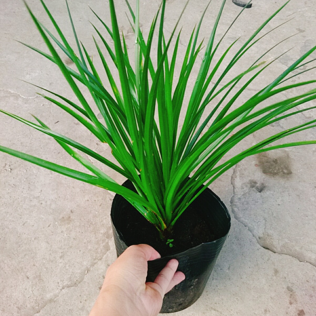 Cây Phát Tài Núi - cây cao 40cm như Video, thích hợp trồng trong nhà trang trí nội thất