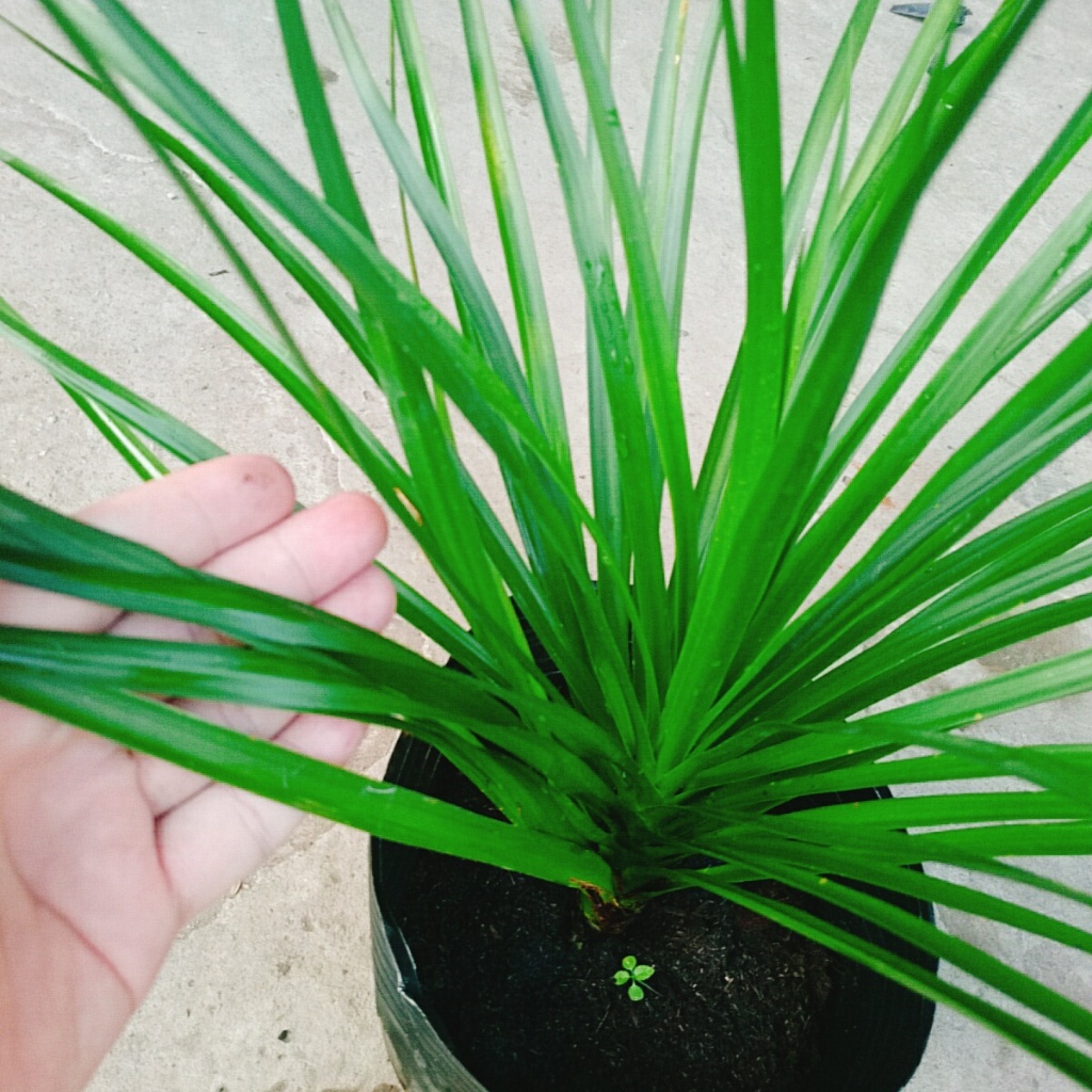 Cây Phát Tài Núi - cây cao 40cm như Video, thích hợp trồng trong nhà trang trí nội thất