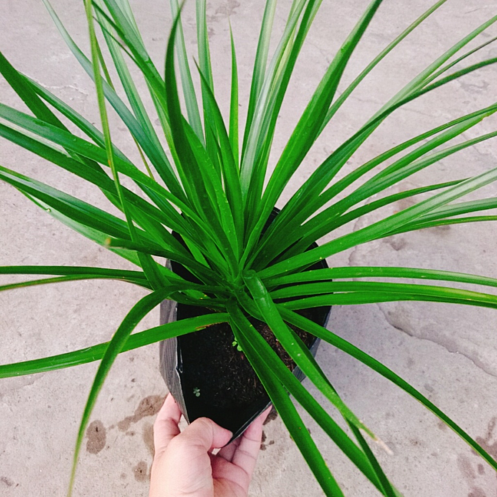 Cây Phát Tài Núi - cây cao 40cm như Video, thích hợp trồng trong nhà trang trí nội thất