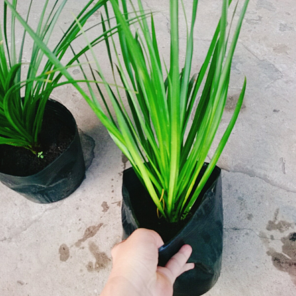 Cây Phát Tài Núi - cây cao 40cm như Video, thích hợp trồng trong nhà trang trí nội thất