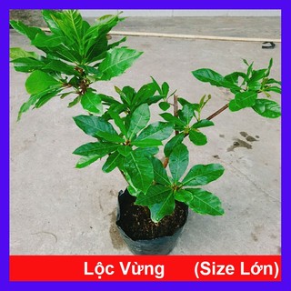 Cây Lộc Vừng (size lớn) - cây cảnh trang trí trong nhà, sân vườn