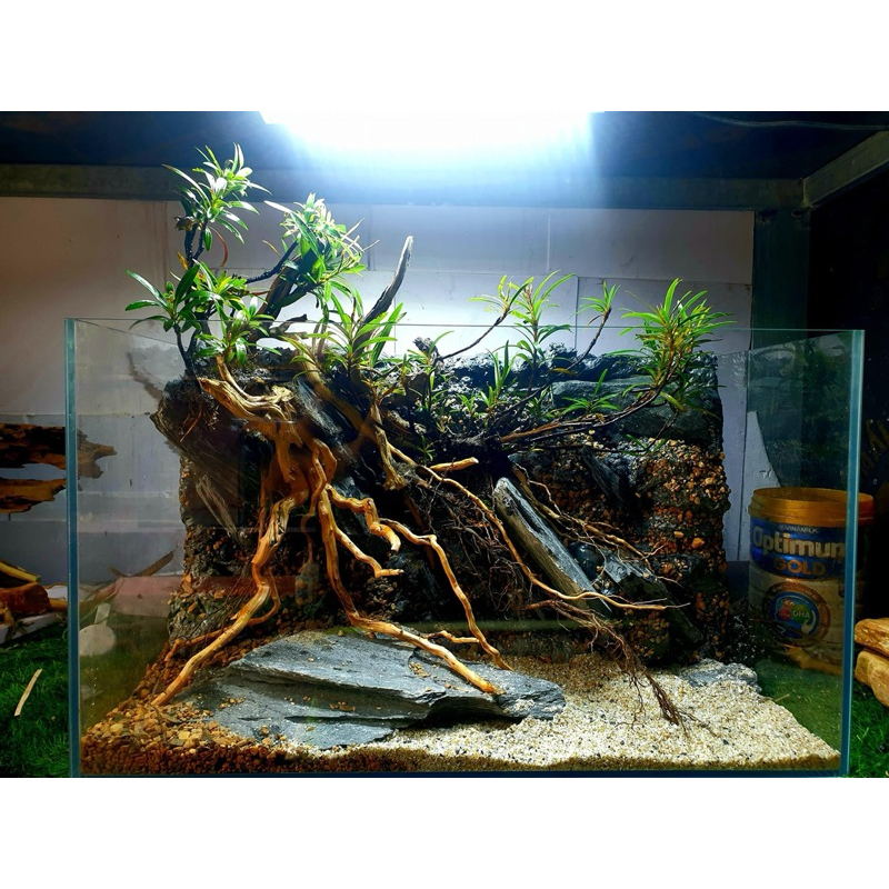 cây mị nương, rù rì thủy sinh bán cạn biotop 40-60cm | Shopee Việt Nam