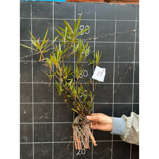 cây mị nương rù rì thủy sinh , bán cạn , biotop 35-60cm ( khách nhắn ...