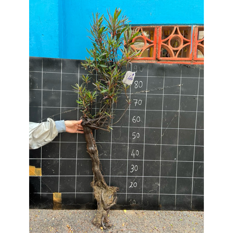 cây mị nương, rù rì thủy sinh bán cạn biotop 40-60cm | Shopee Việt Nam