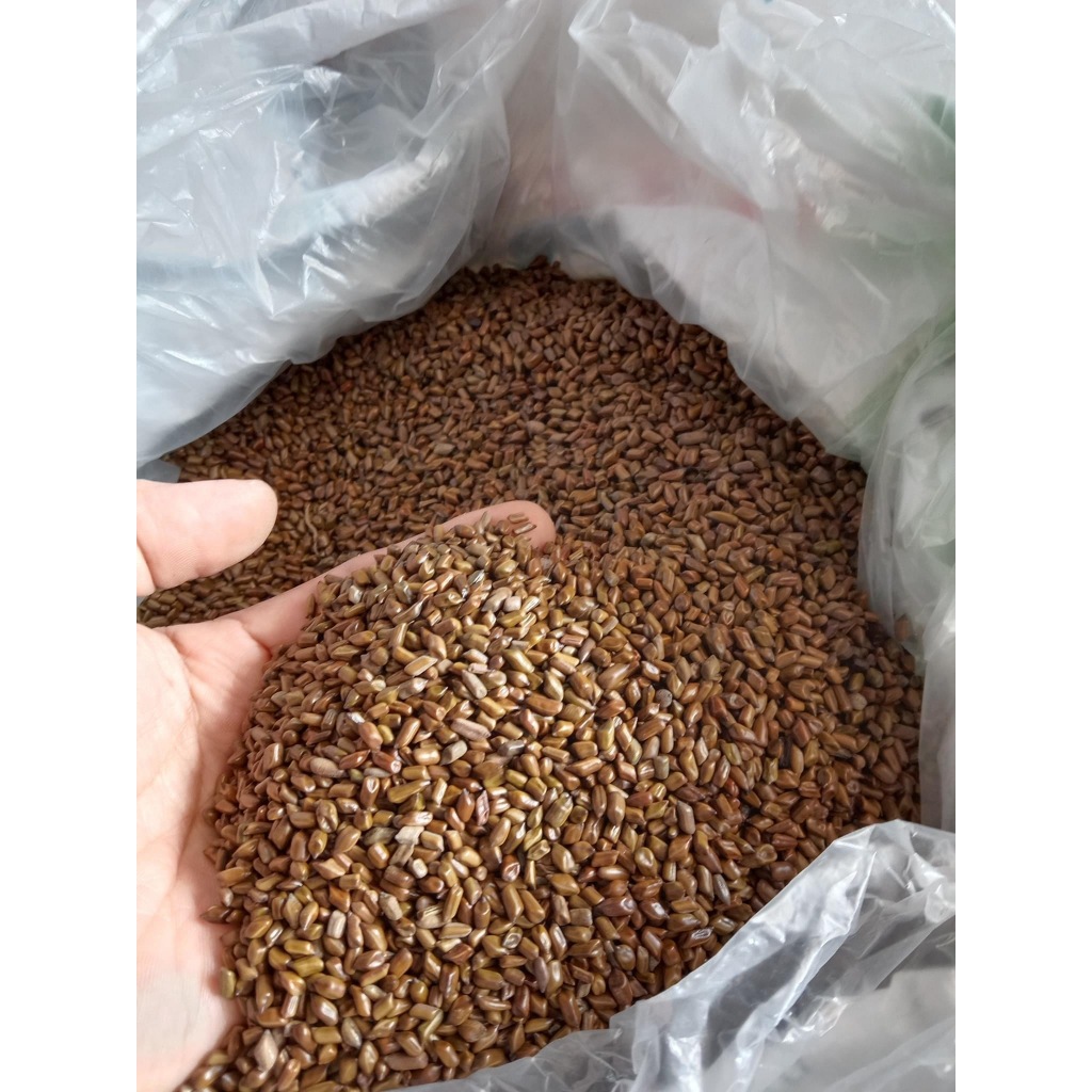 500GR Hạt Muồng | Thảo Quyết Minh | Quyết Minh Tử | Dùng Pha Trà Giúp Cải Thiện Thị Lực, An Thần Ngủ Ngon