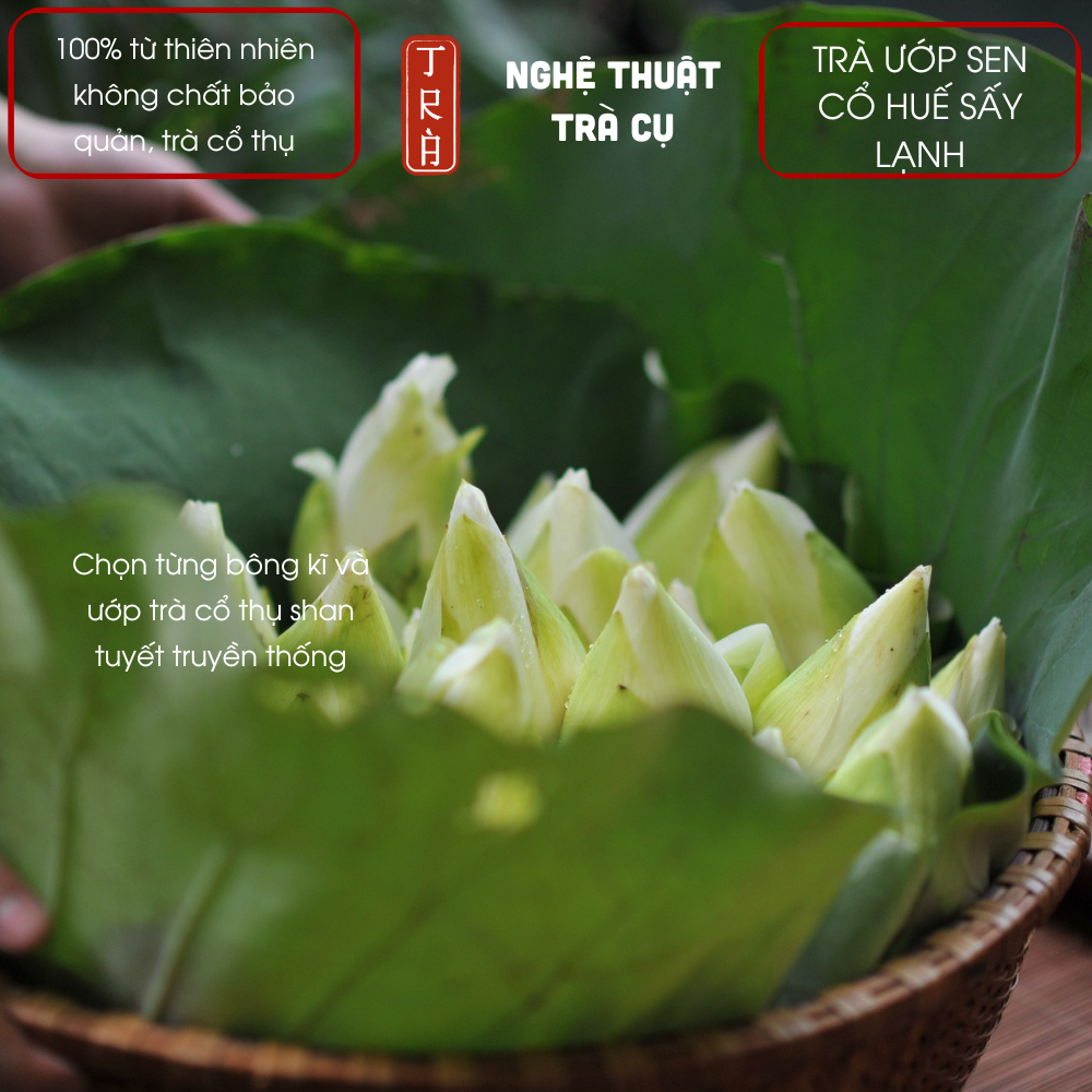 [THƯ VƯƠNG TRÀ] 5 búp Trà shan tuyết cổ thụ 1 tôm 1 lá ướp sen trắng cổ Huế 1 búp 12gr trà